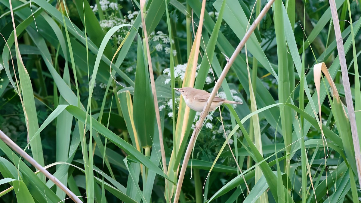 Common Reed Warbler - ML619180364