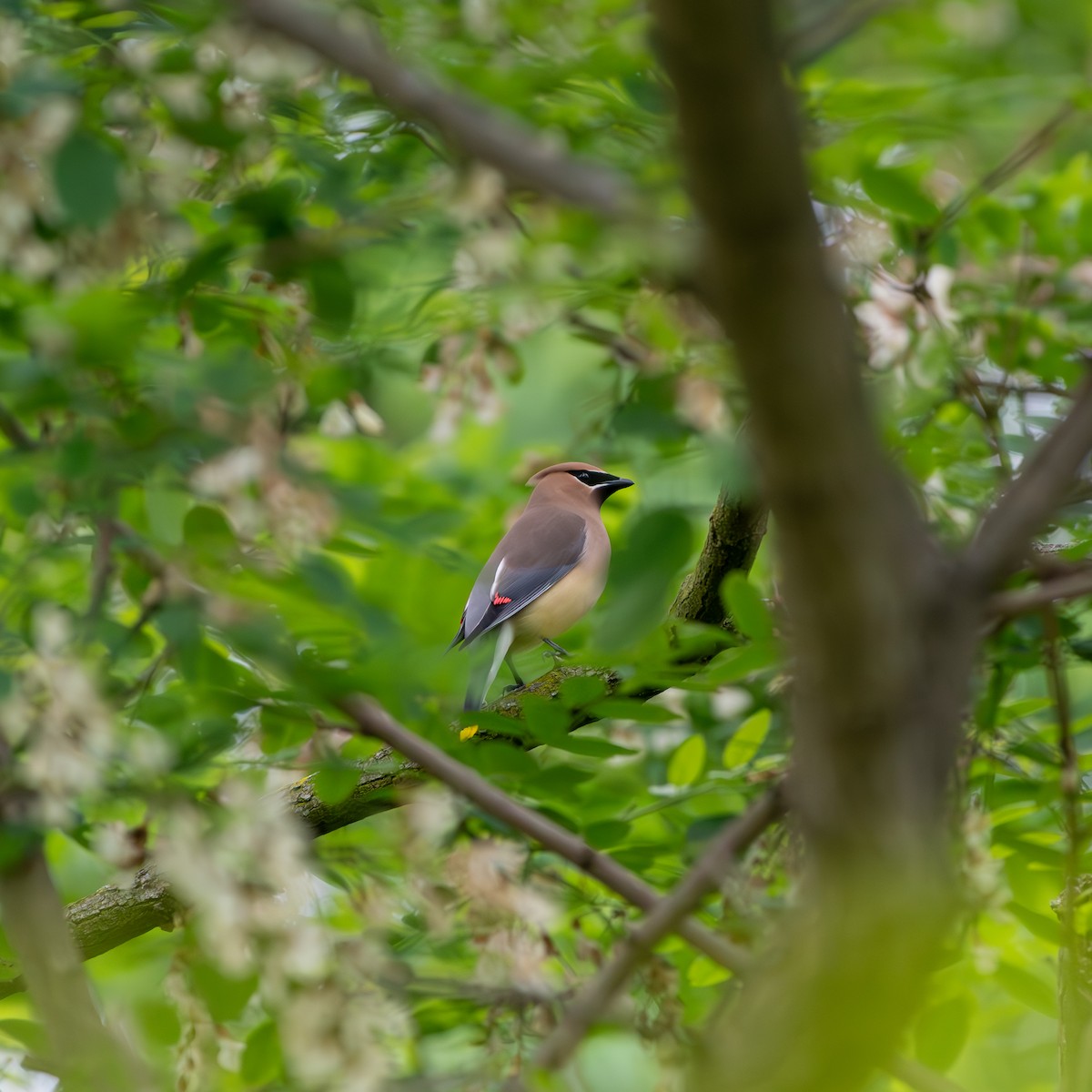 Cedar Waxwing - Kevin ODonnell