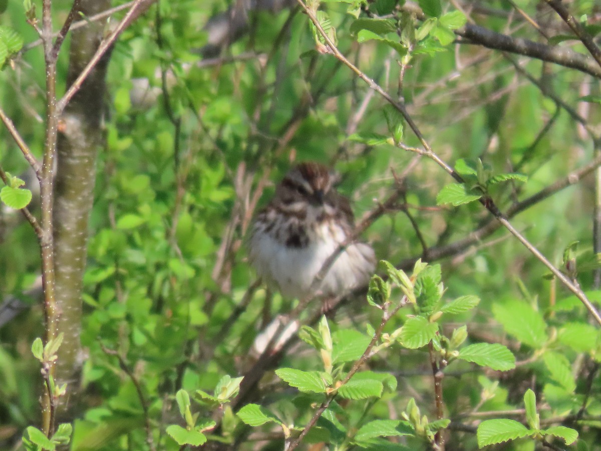 Song Sparrow - Sue and Tom Santeusanio