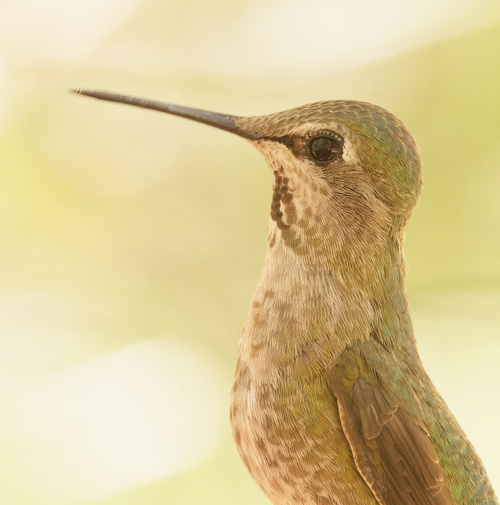 Anna's Hummingbird - manuel grosselet