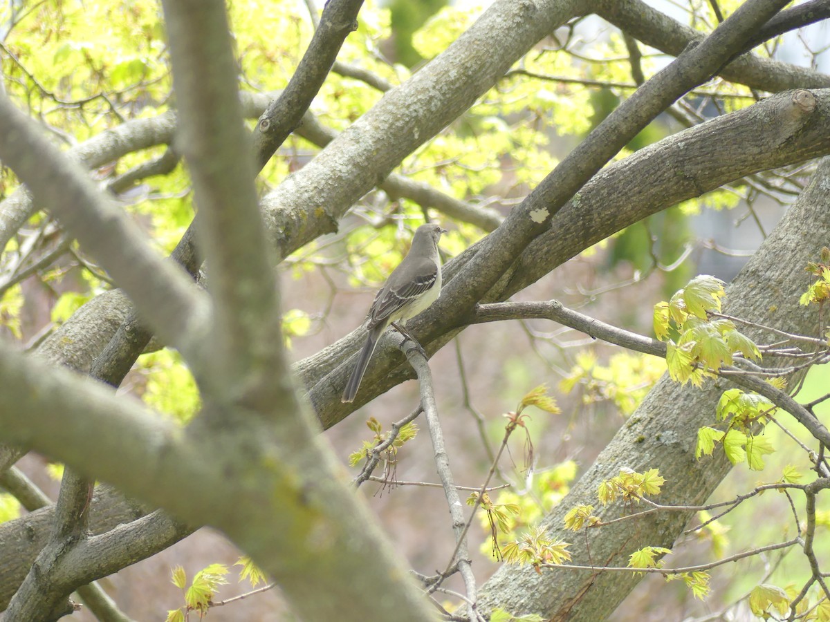 Northern Mockingbird - Claude Simard