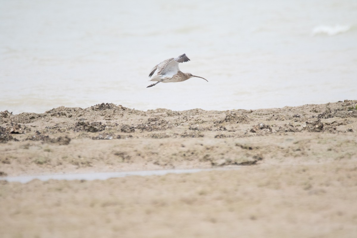 Eurasian Curlew - Hassan Rokni