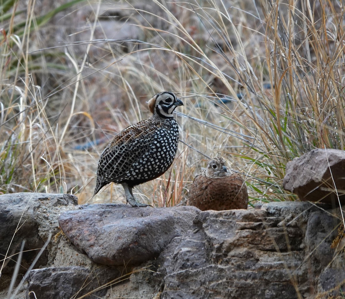 Montezuma Quail - Lynn Thompson