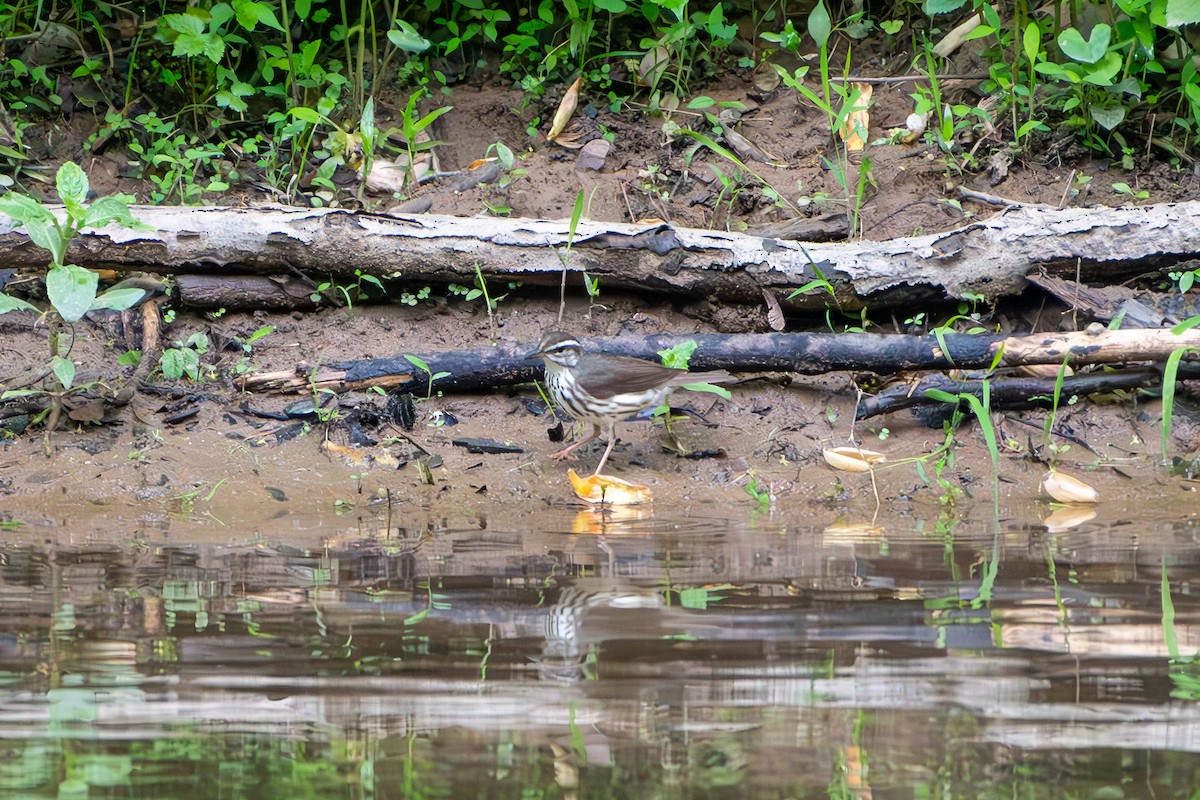 Louisiana Waterthrush - ML619180405