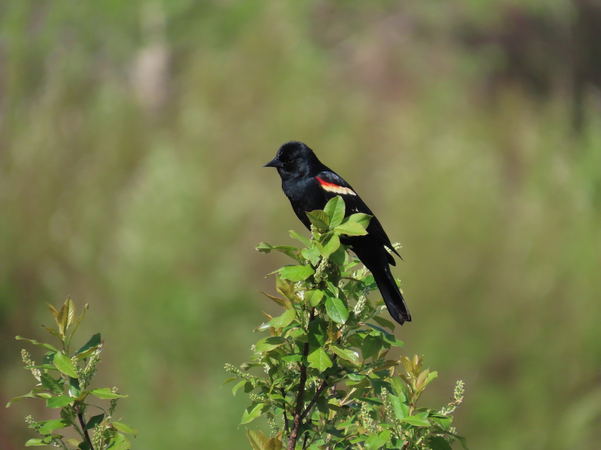 Red-winged Blackbird - Sue and Tom Santeusanio