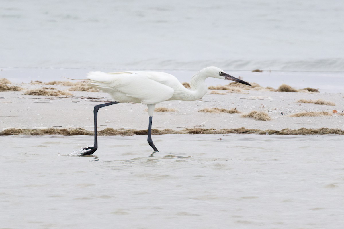 Reddish Egret - ML619180419