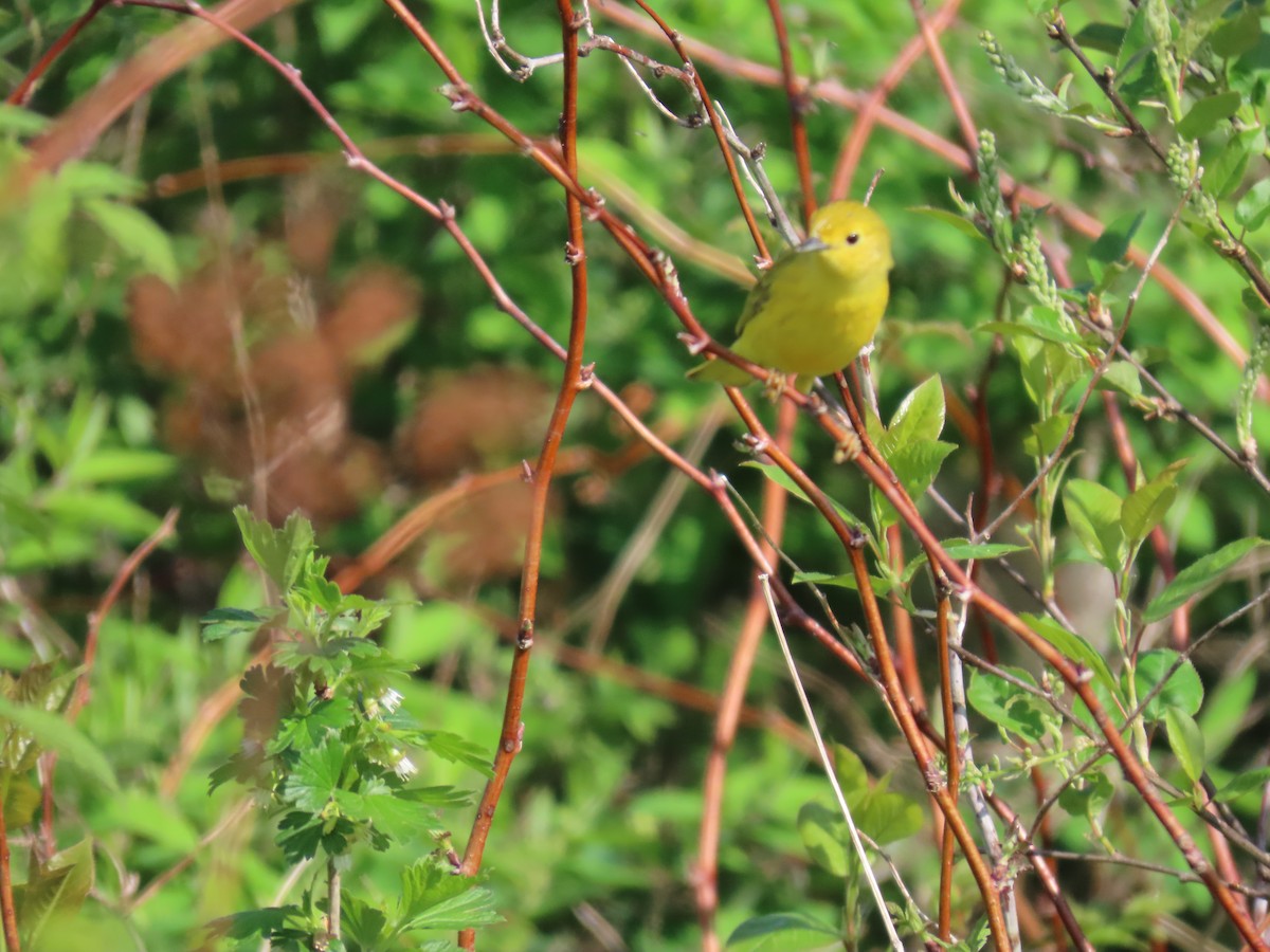 Yellow Warbler - Sue and Tom Santeusanio