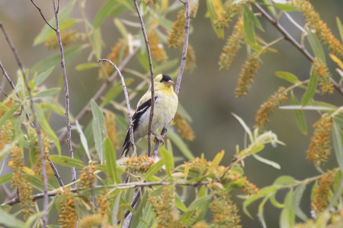 American Goldfinch - ML619180436