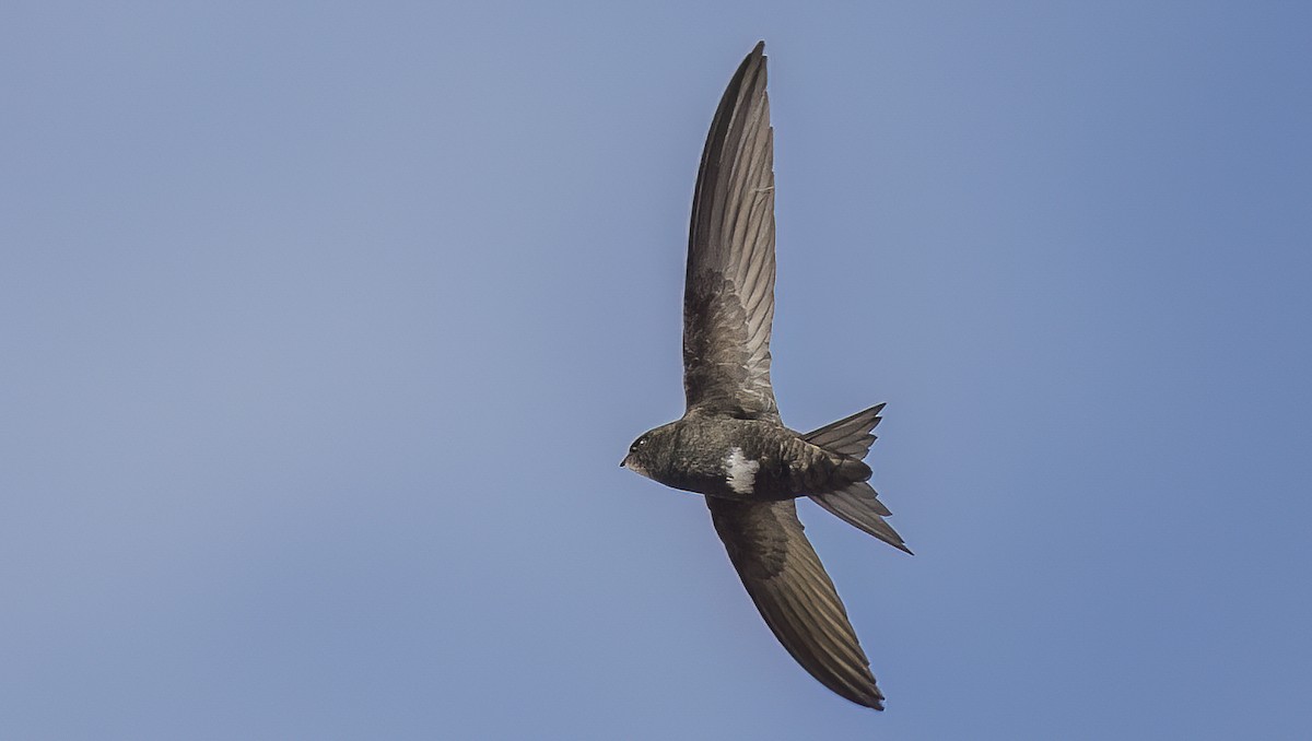 Pallid Swift - ML619180442