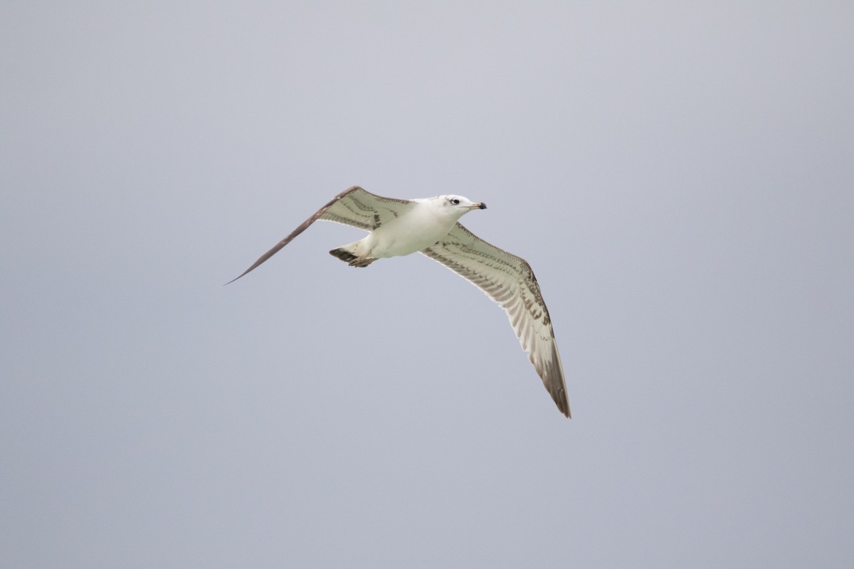 Pallas's Gull - Hassan Rokni