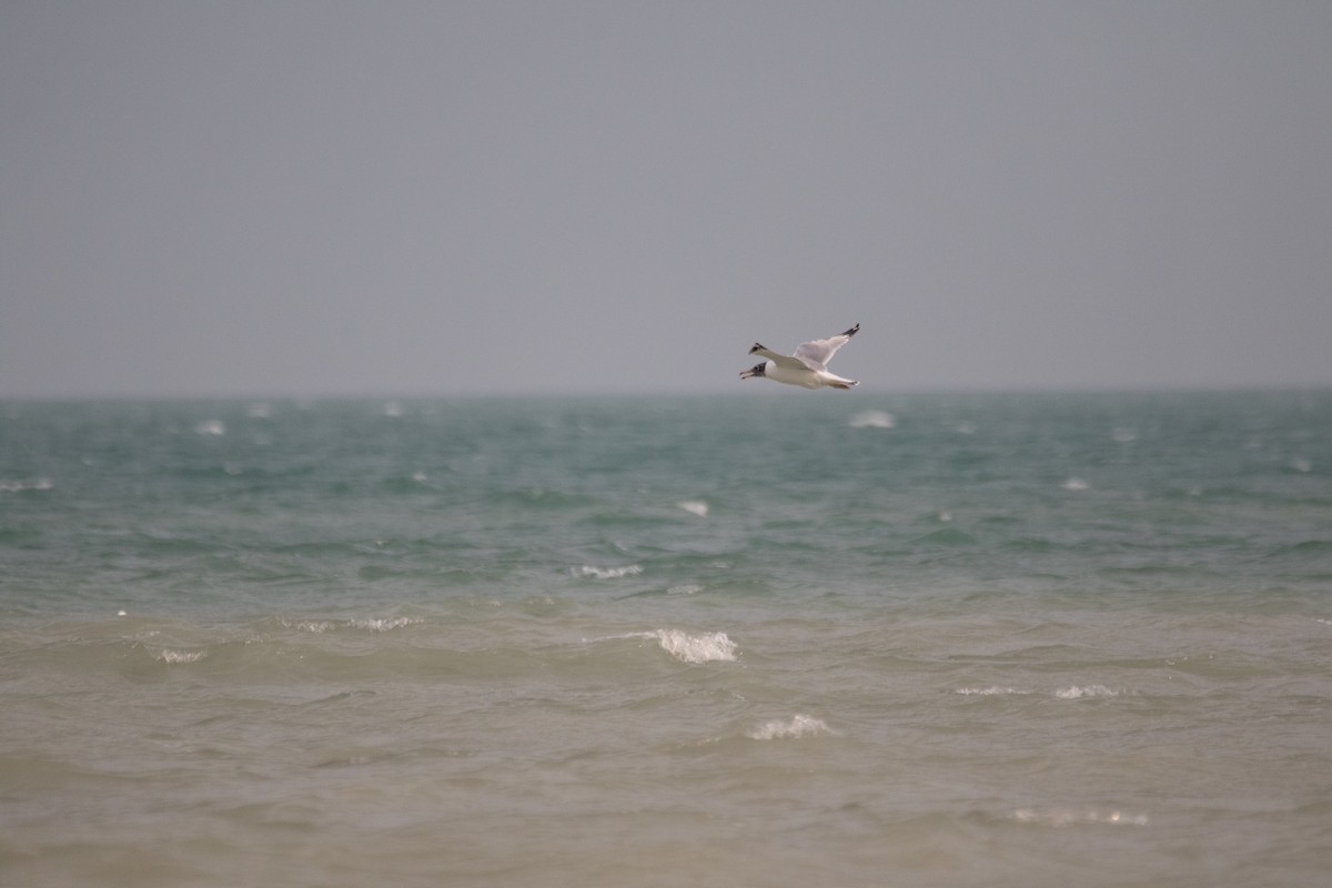 Pallas's Gull - Hassan Rokni