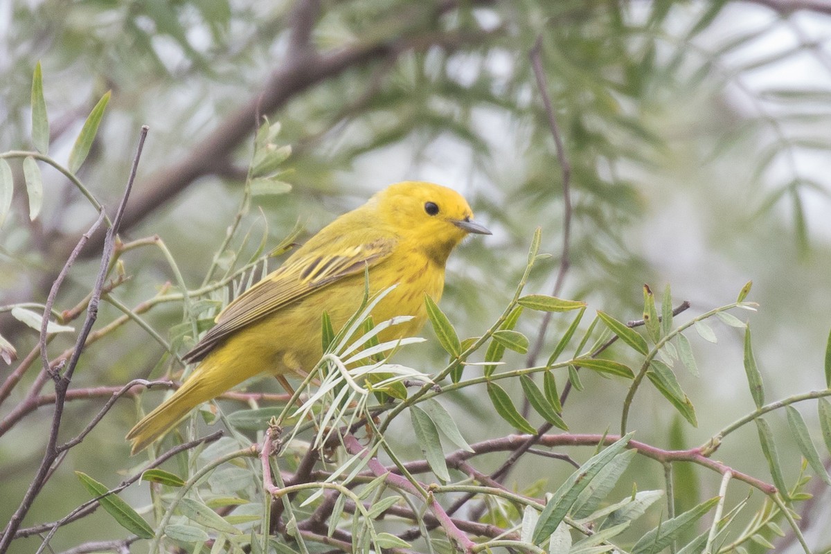 Yellow Warbler - Brad Dawson