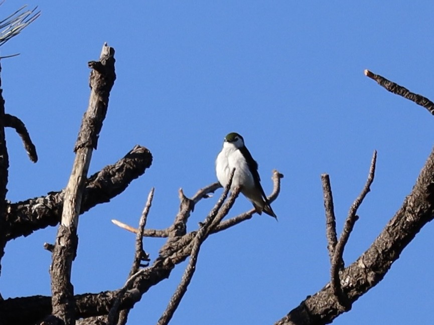 Violet-green Swallow - Mohini Rawool-Sullivan