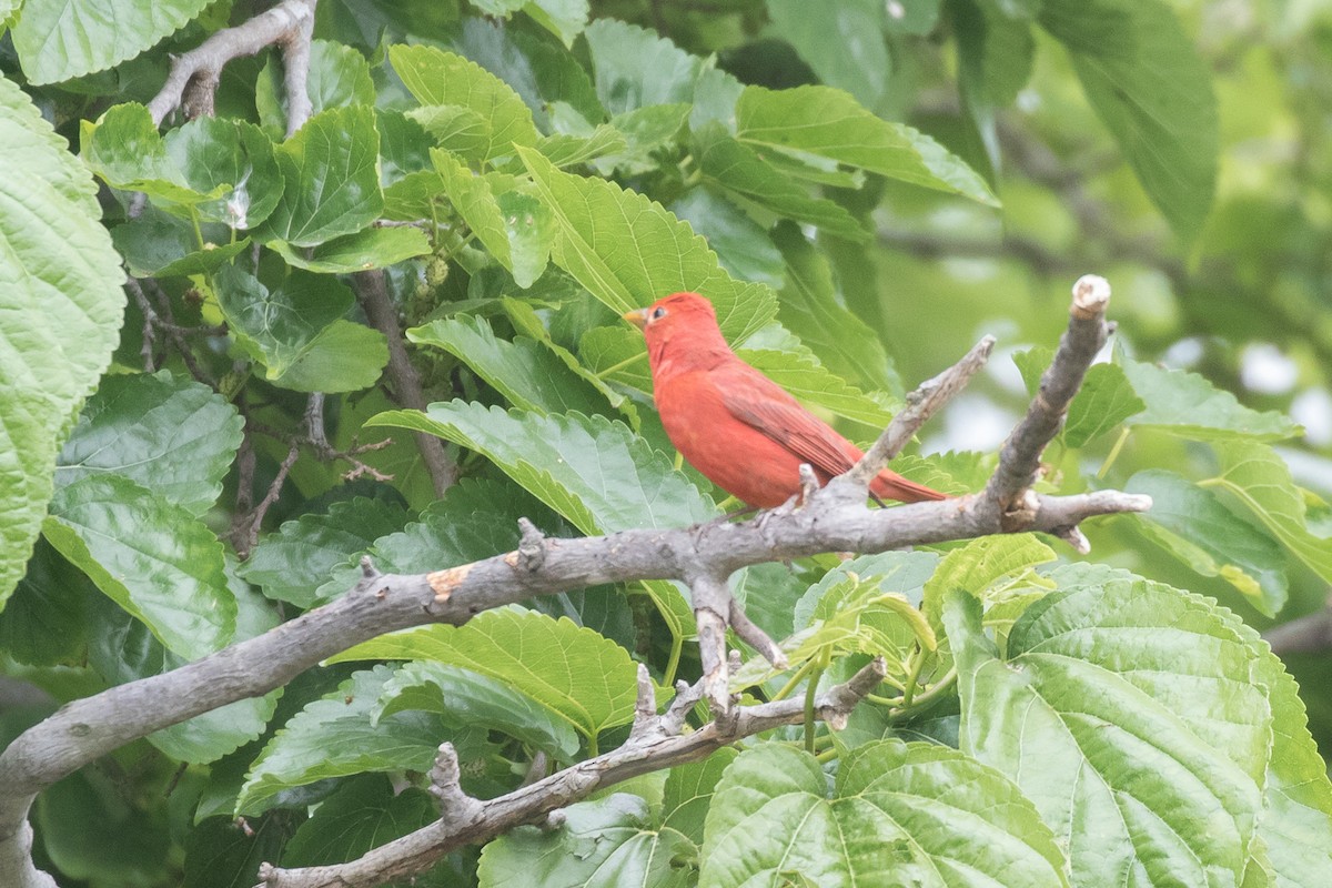 Summer Tanager - ML619180488