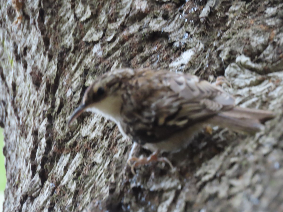 Brown Creeper - Martha Pallin