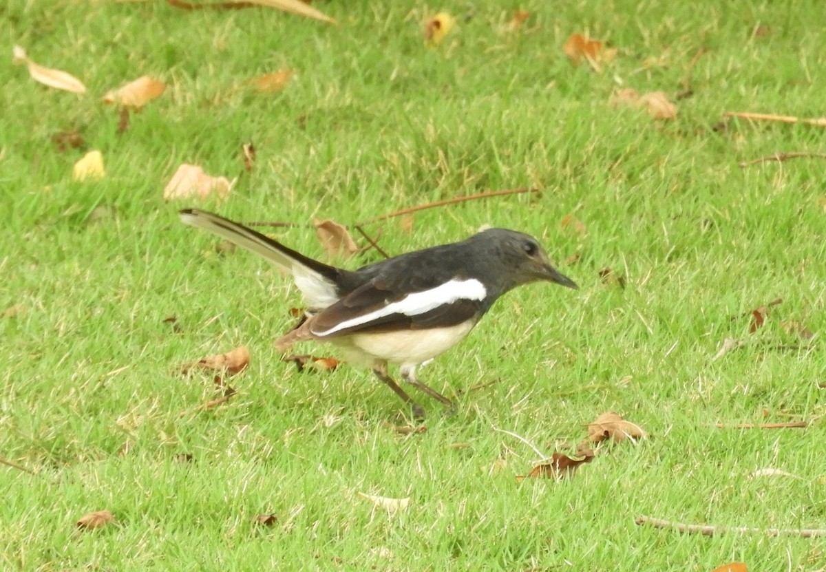 Oriental Magpie-Robin - Manju Sinha