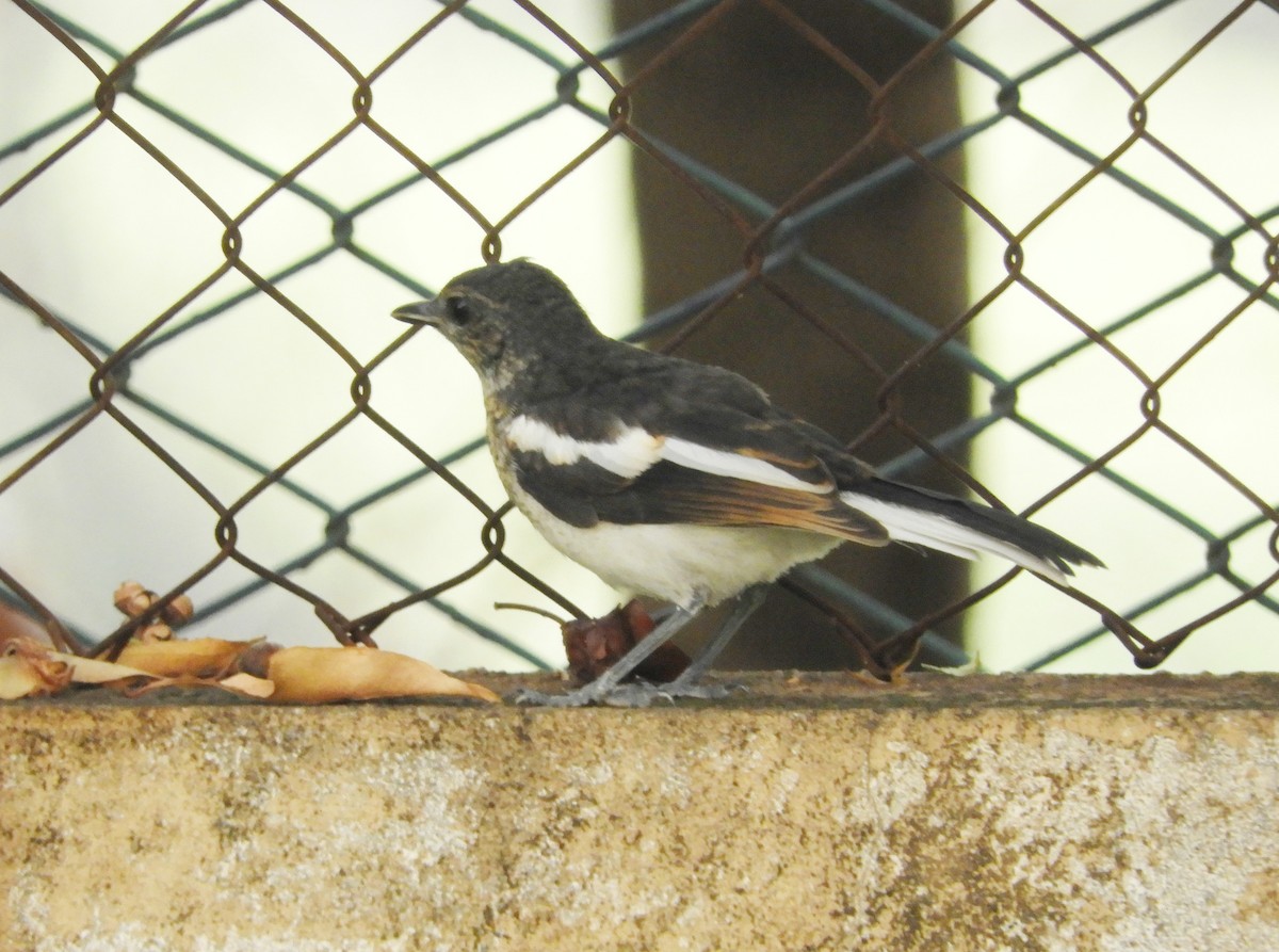 Oriental Magpie-Robin - Manju Sinha
