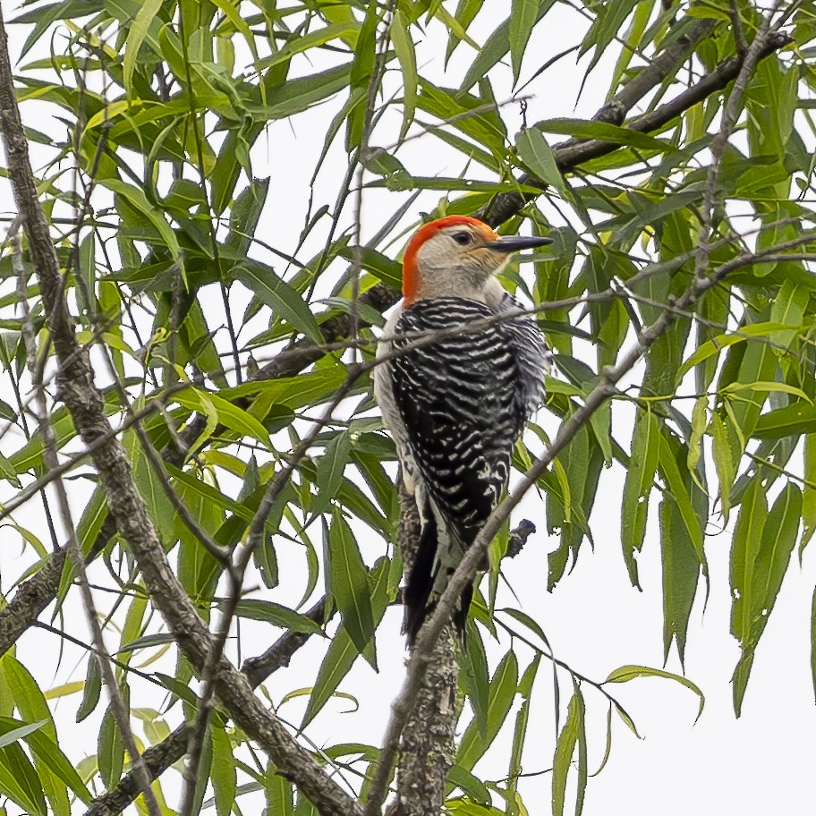 Red-bellied Woodpecker - Kelly Roy