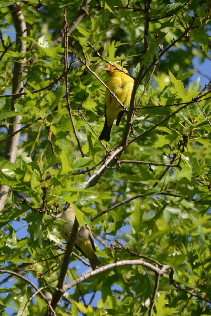 Western Tanager - Cathy Pasterczyk