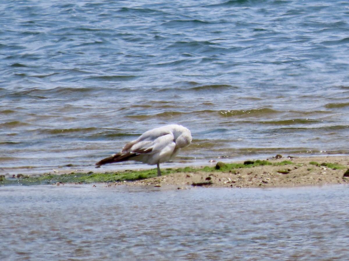 Ring-billed Gull - Cynthia Bloomquist