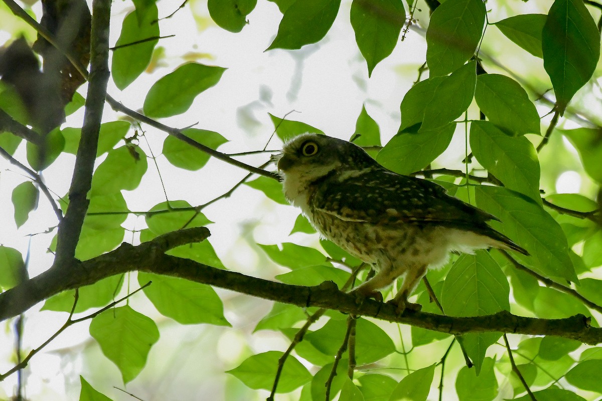 Spotted Owlet - ML619180537