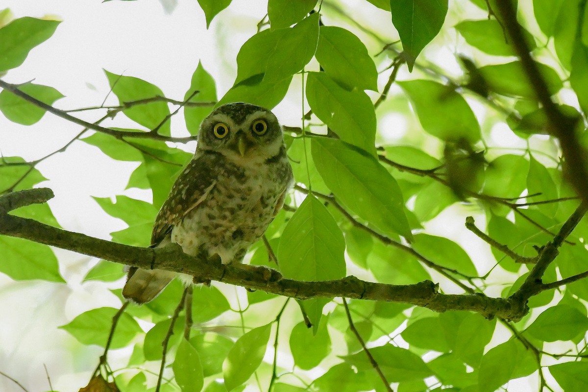 Spotted Owlet - ML619180538