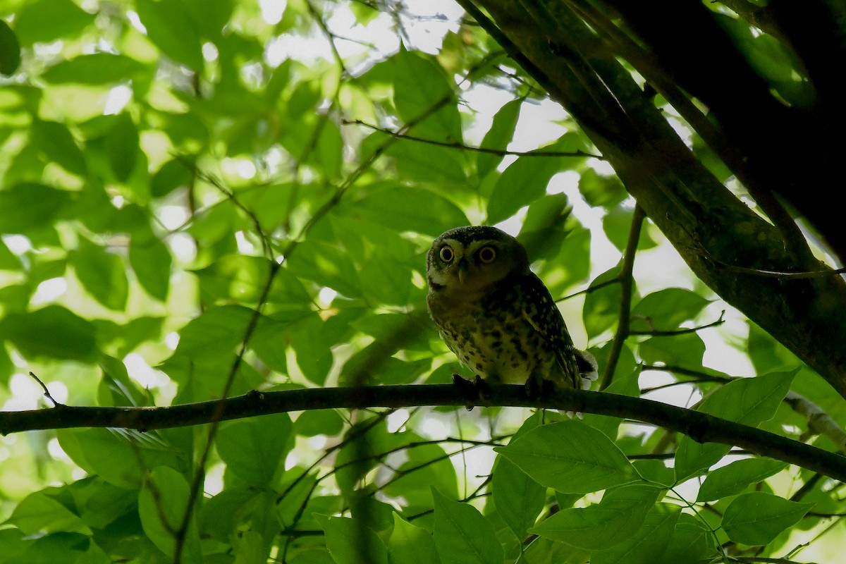 Spotted Owlet - ML619180539