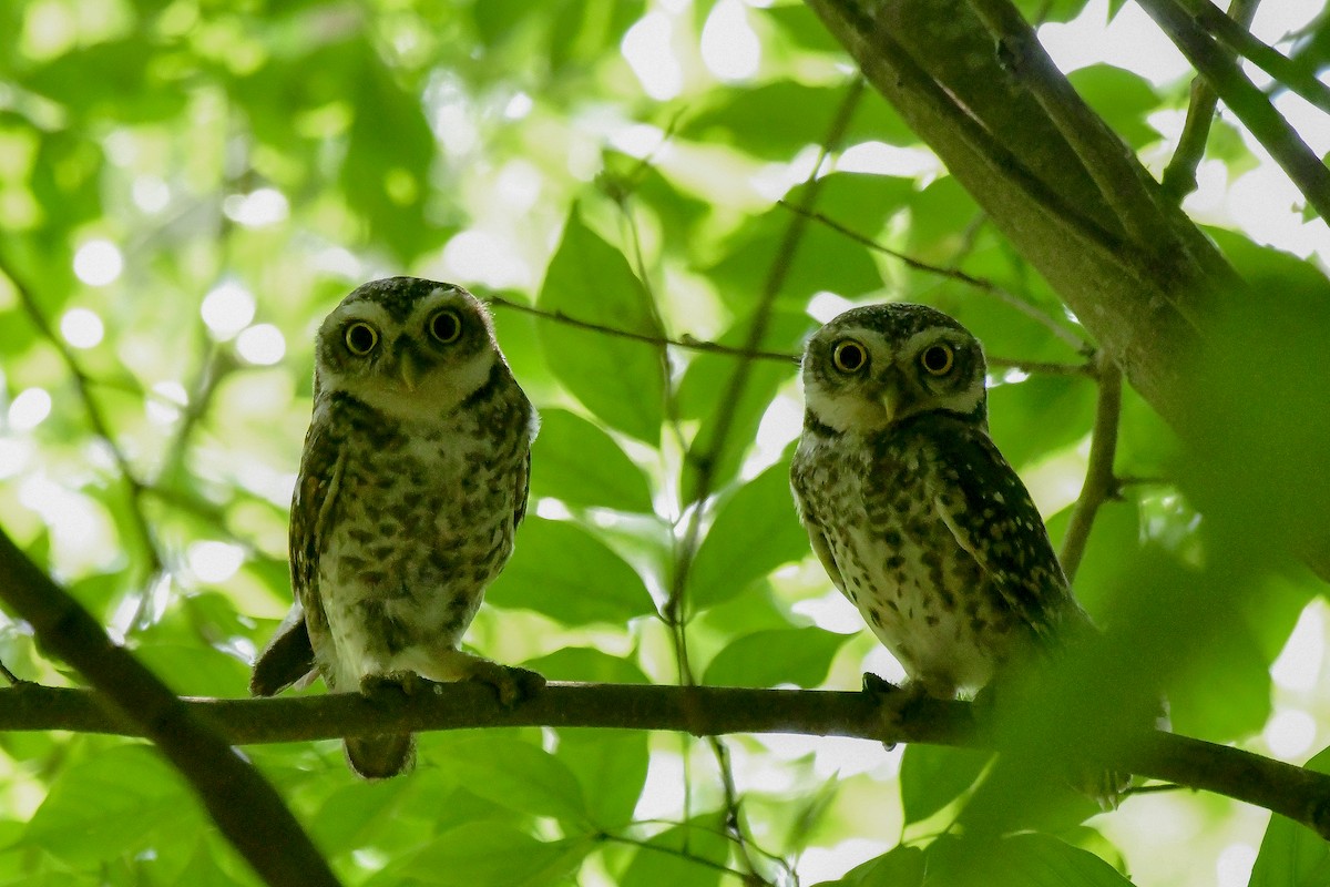 Spotted Owlet - ML619180540