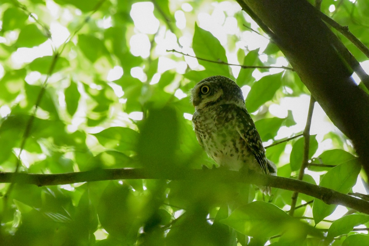 Spotted Owlet - ML619180541