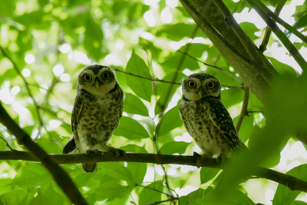 Spotted Owlet - ML619180542