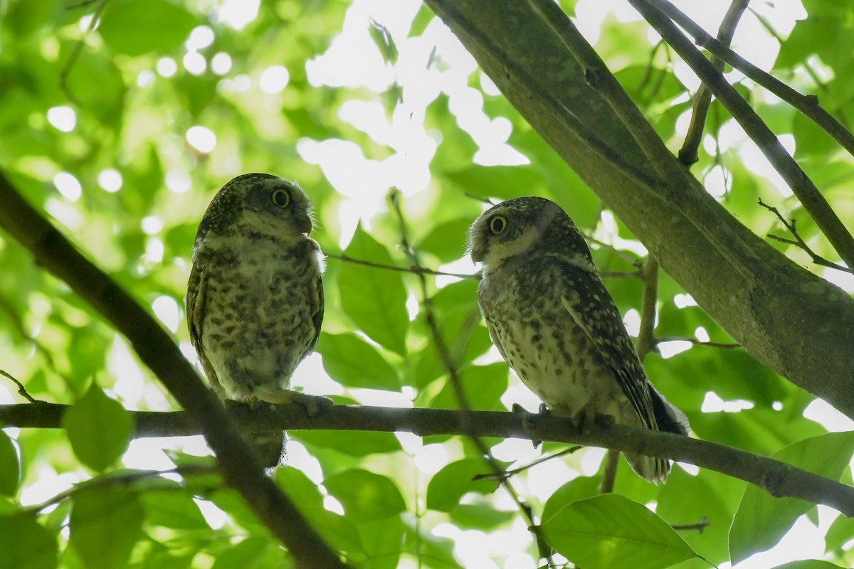 Spotted Owlet - ML619180543