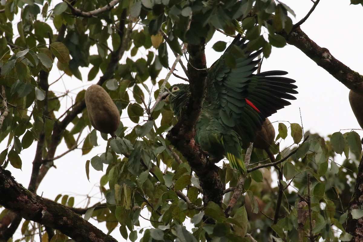 Red-lored Parrot (Red-lored) - Stu Elsom