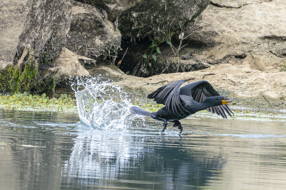 Double-crested Cormorant - Kelly Roy