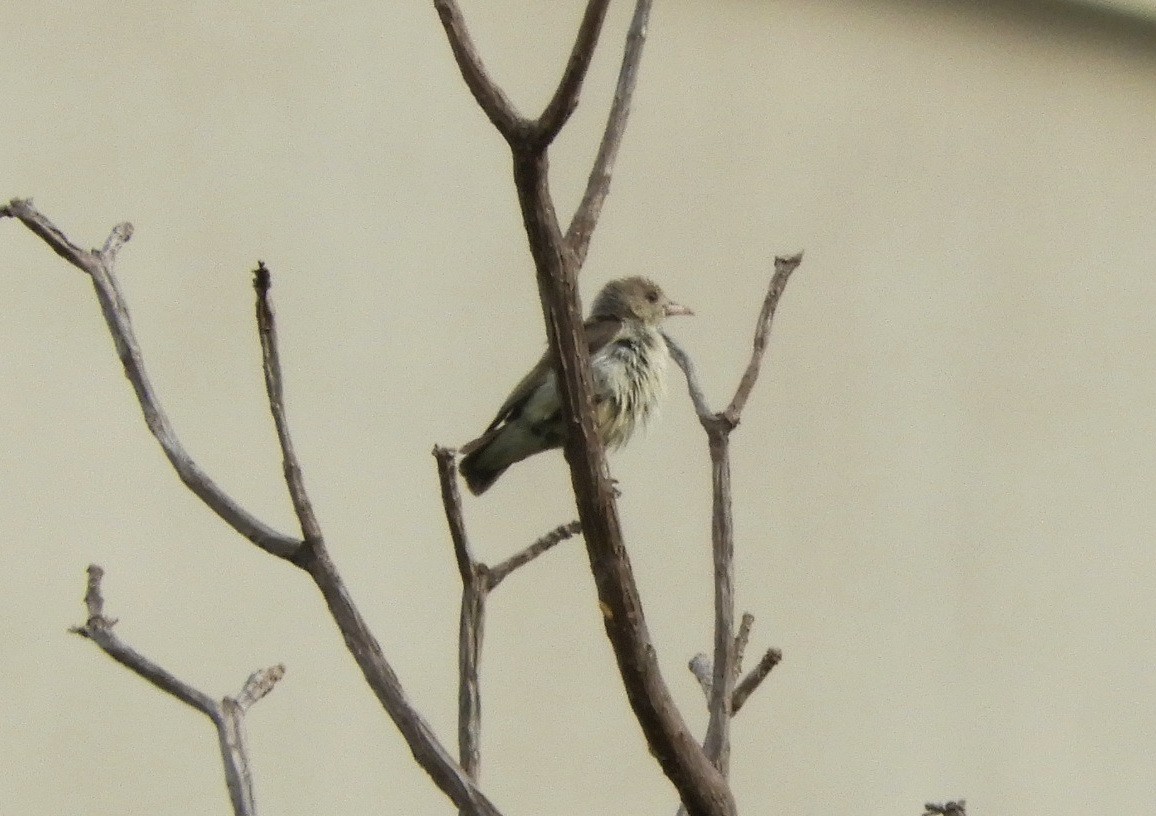 Pale-billed Flowerpecker - Manju Sinha