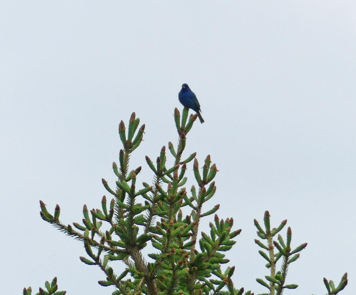 Indigo Bunting - Marlene Hart