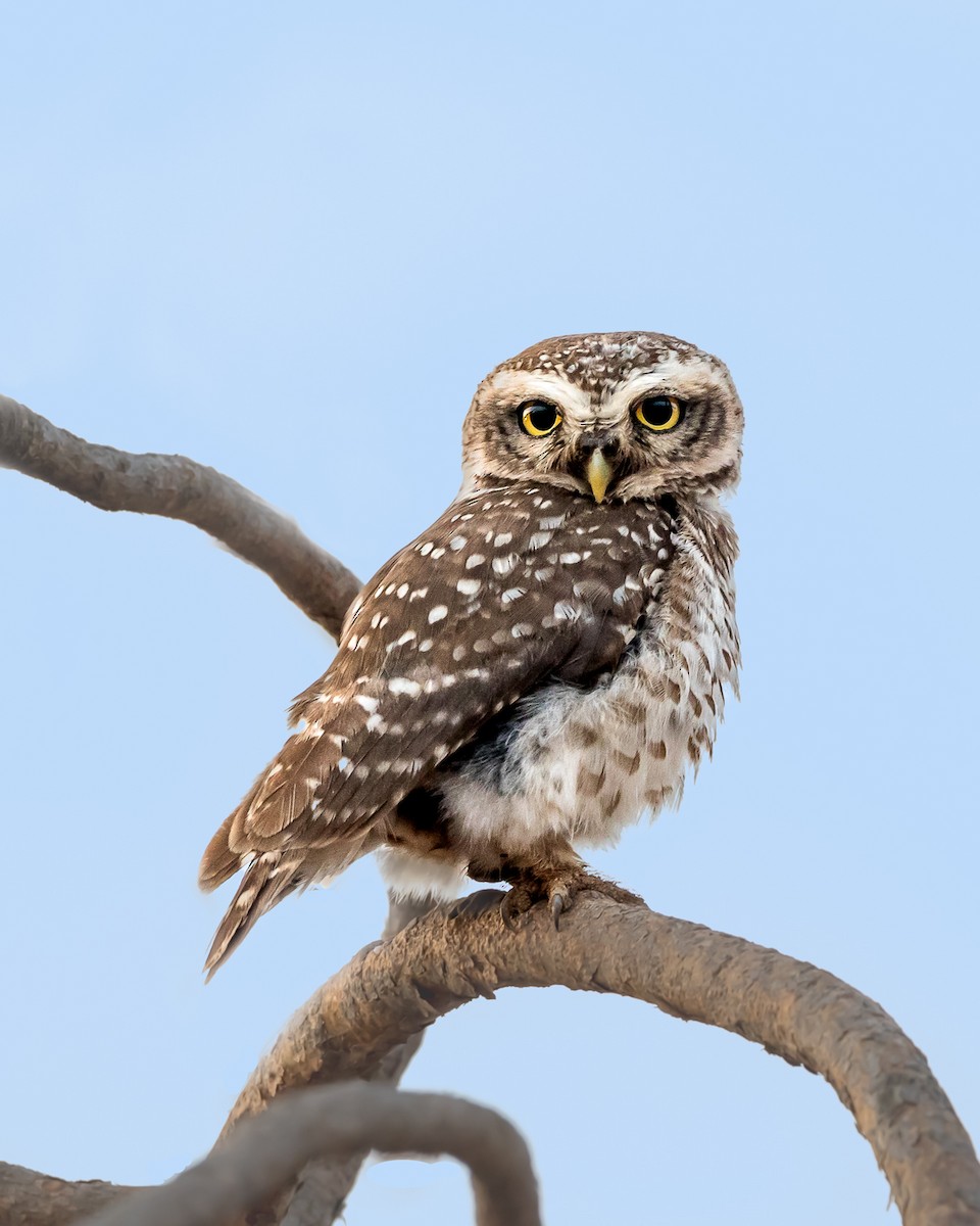 Spotted Owlet - Gopala Krishna Baliga