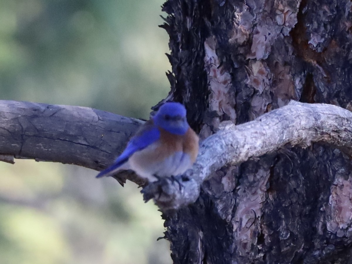 Western Bluebird - Mohini Rawool-Sullivan