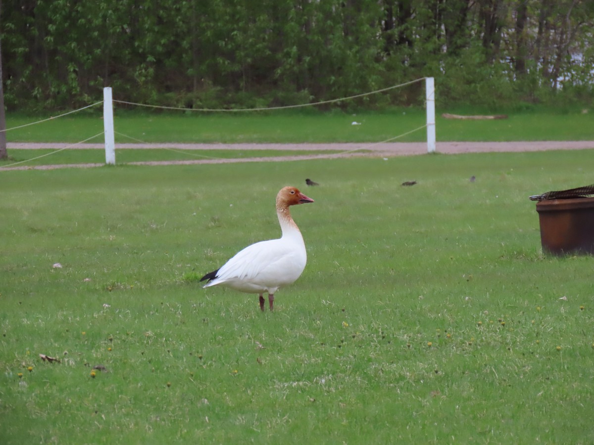 Snow Goose - Francine Tremblay