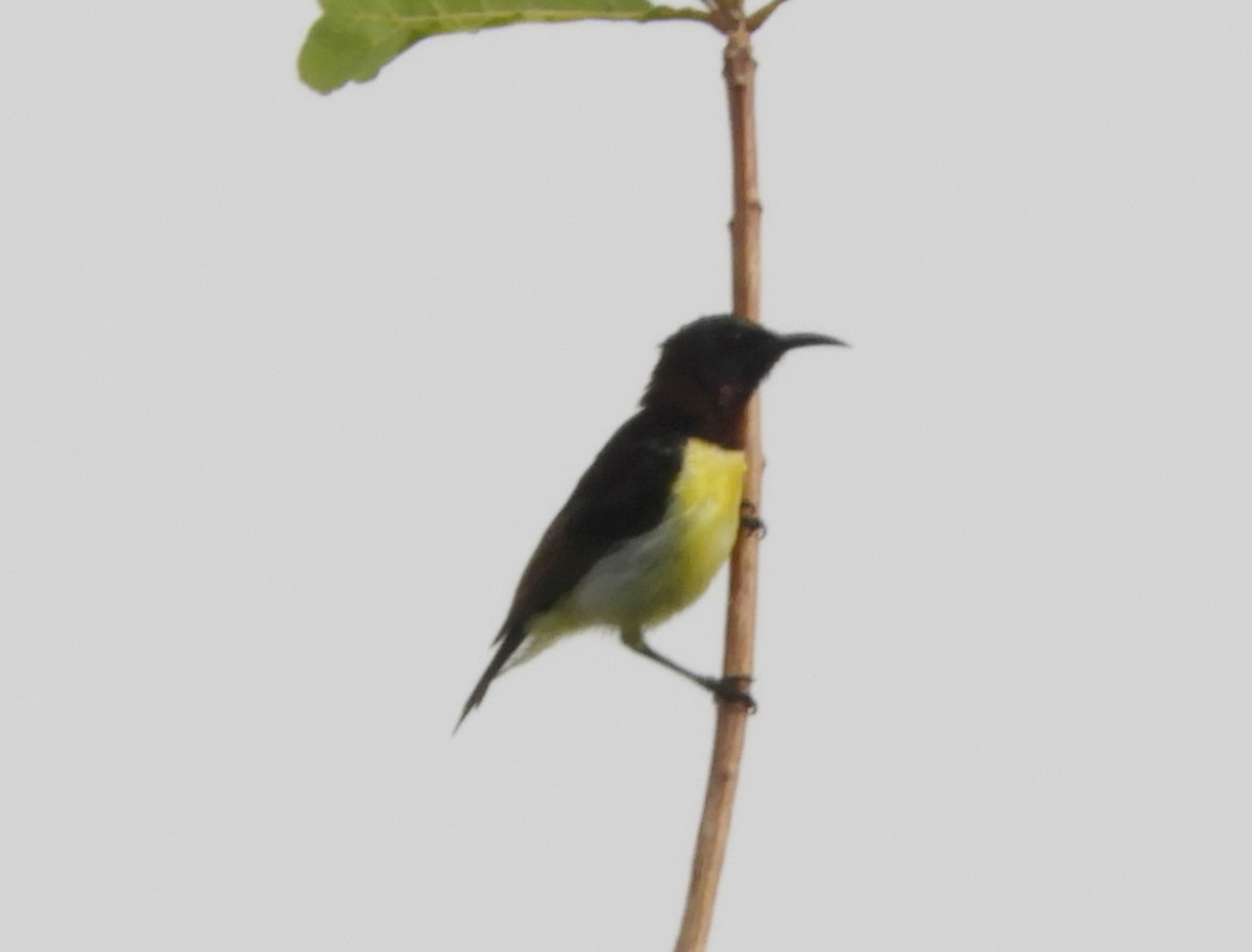 Purple-rumped Sunbird - Manju Sinha