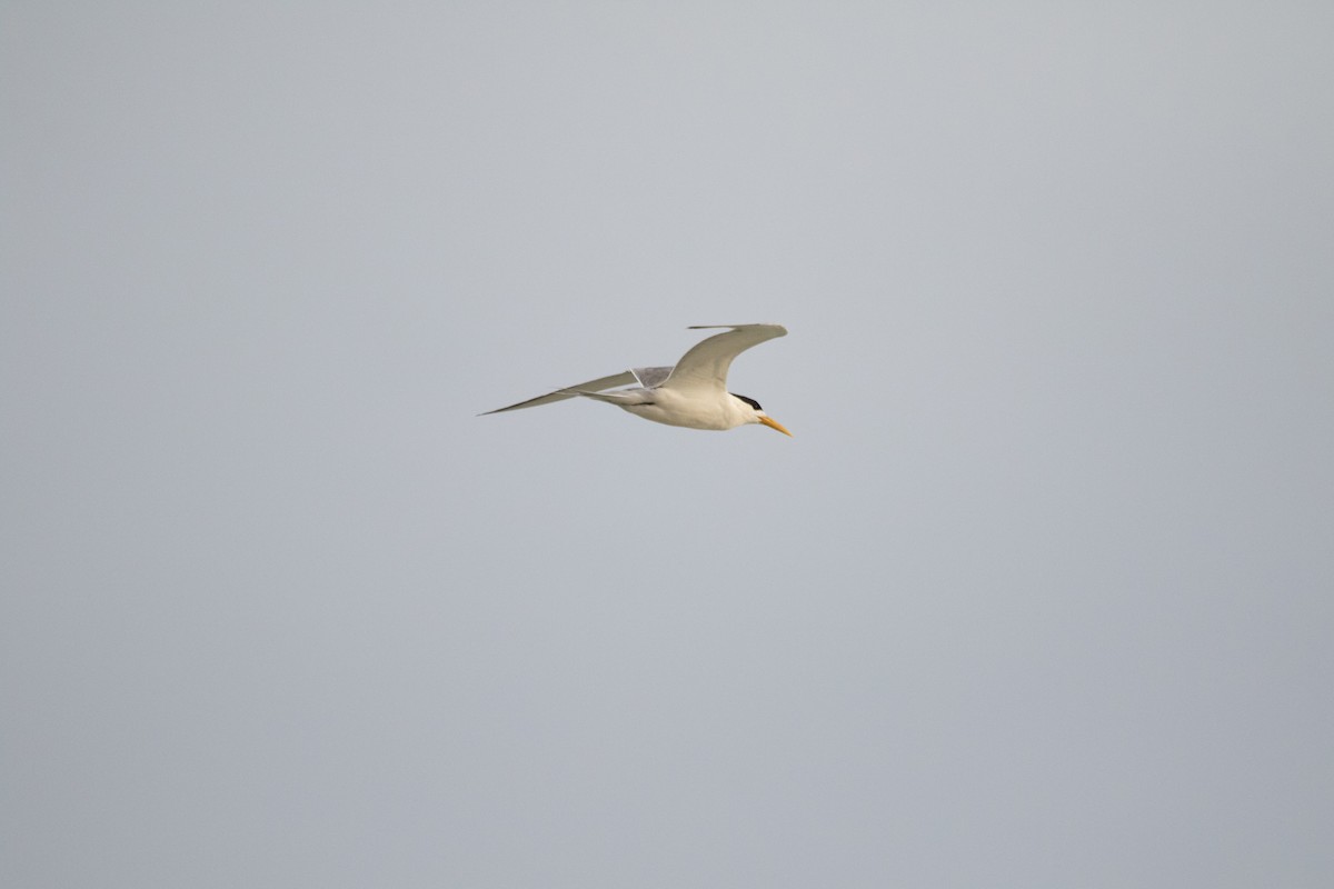 Great Crested Tern - Hassan Rokni