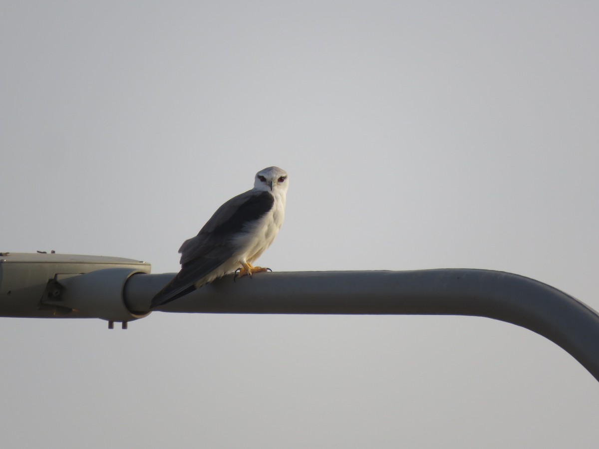 Black-winged Kite - Yossef Cohen