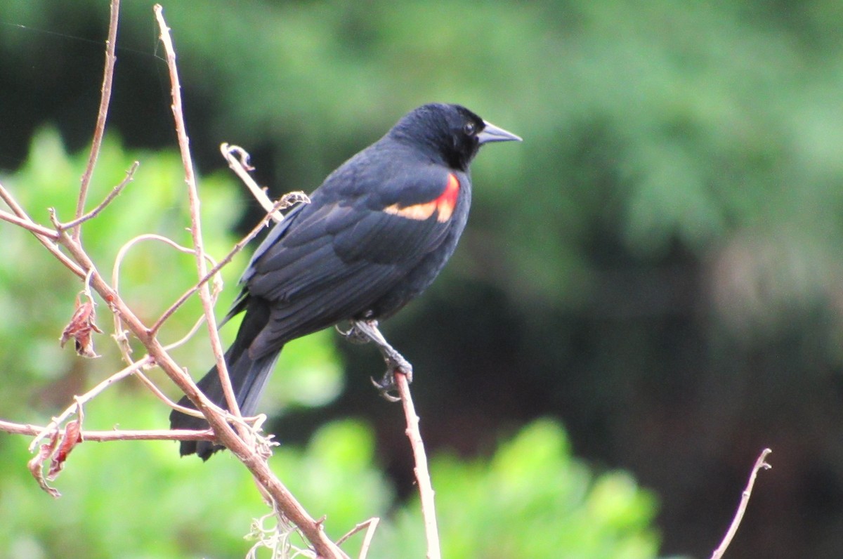 Red-winged Blackbird - Elaine Grose