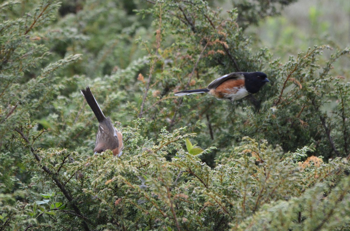 Eastern Towhee - ML619180685