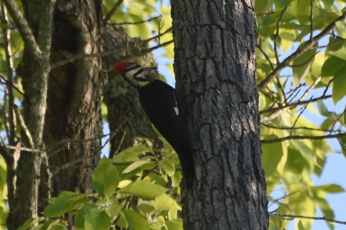 Pileated Woodpecker - stephen johnson  🦜