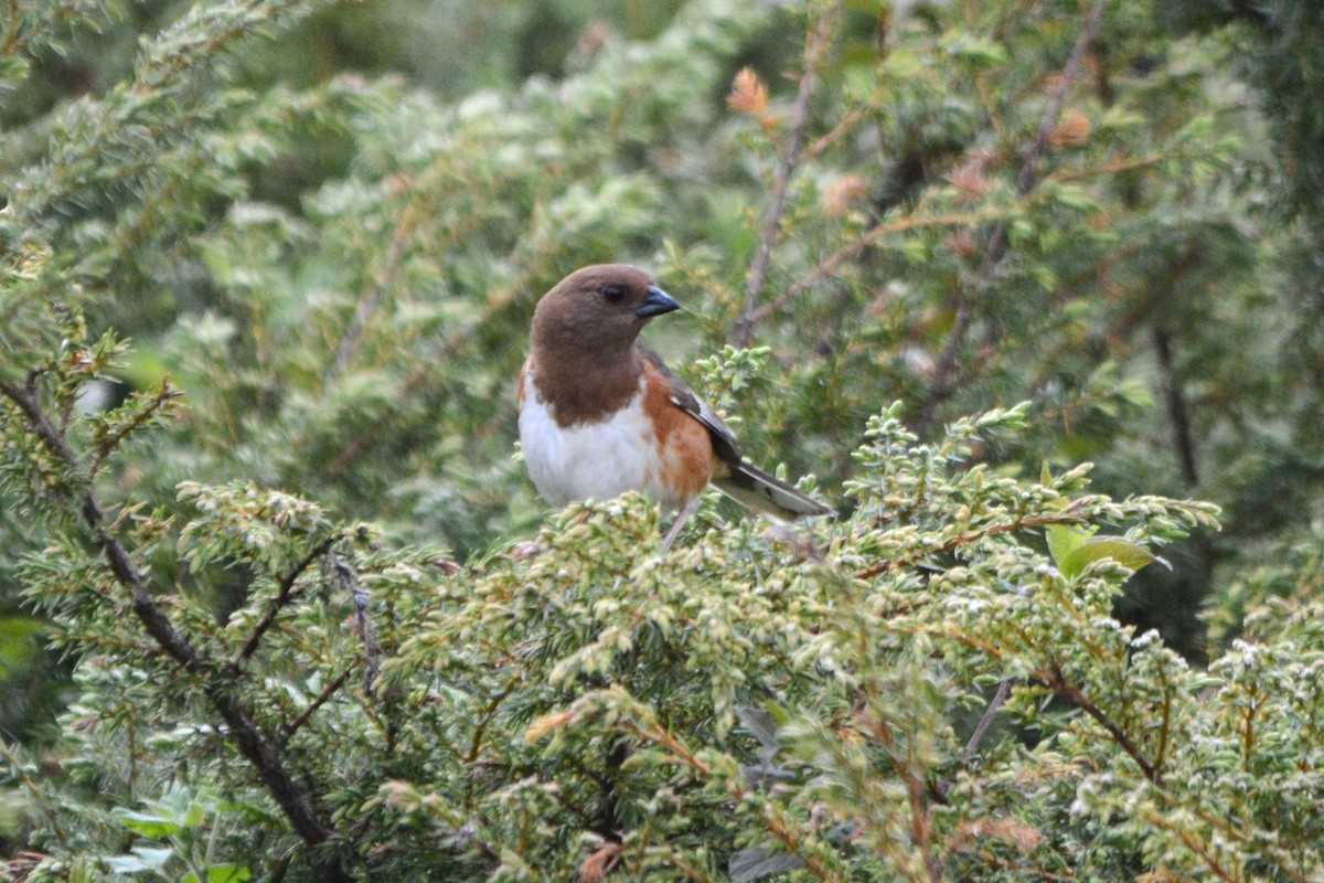 Eastern Towhee - ML619180699