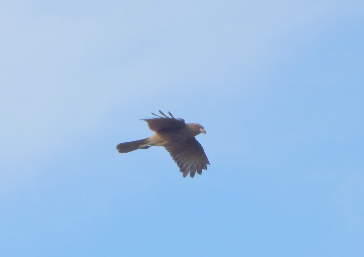 Chimango Caracara - Pablo Hernan Capovilla