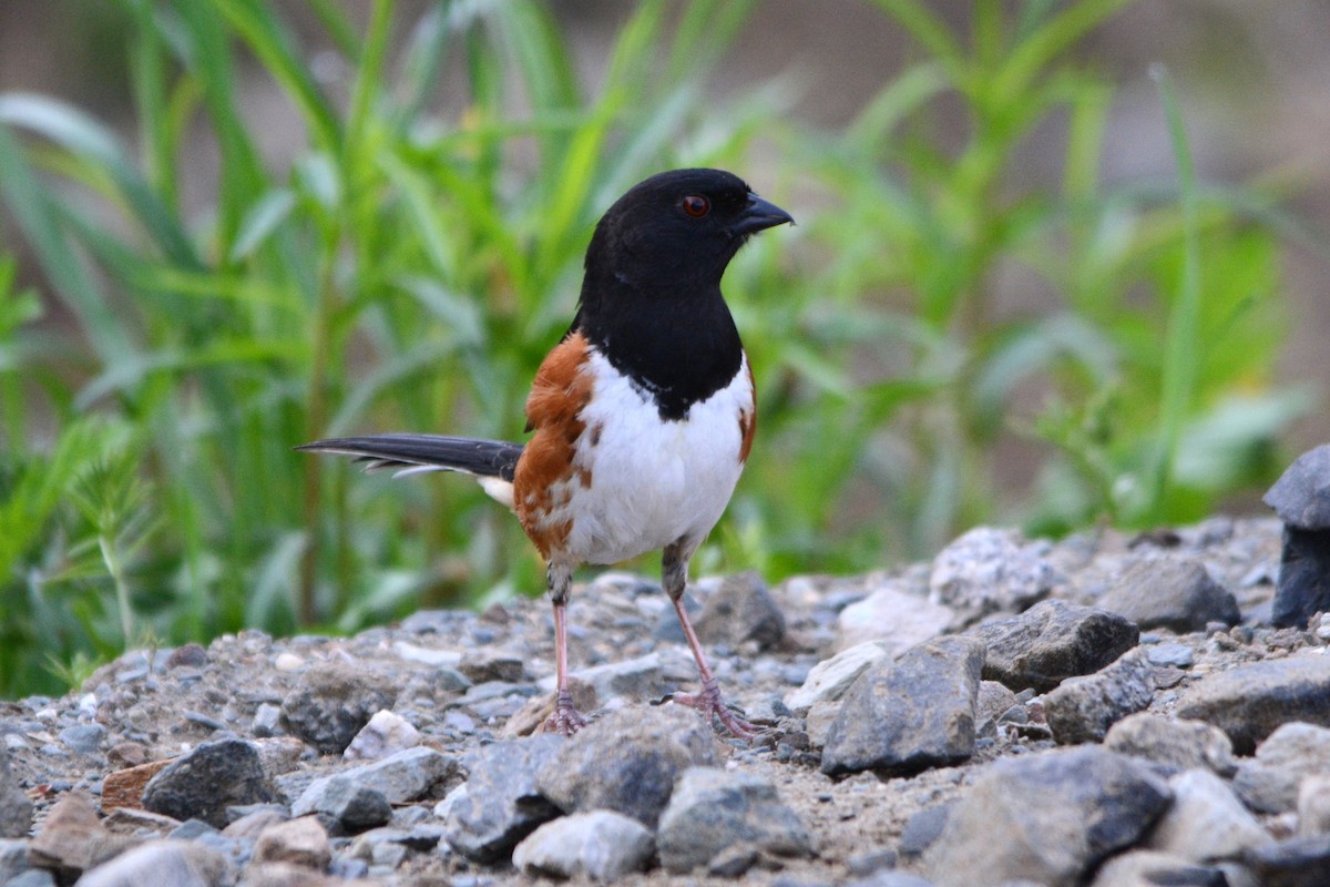 Eastern Towhee - ML619180709