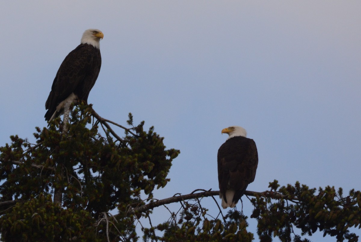 Bald Eagle - ML619180713