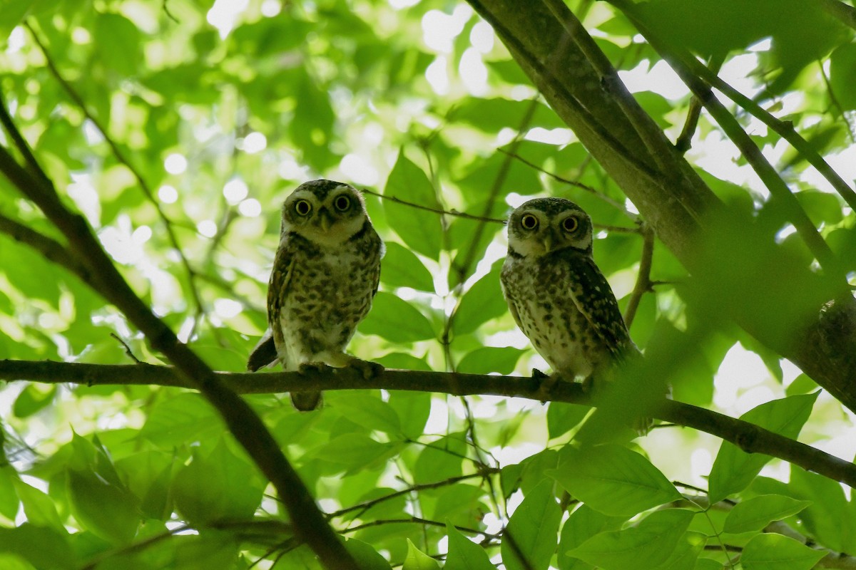 Spotted Owlet - ML619180725