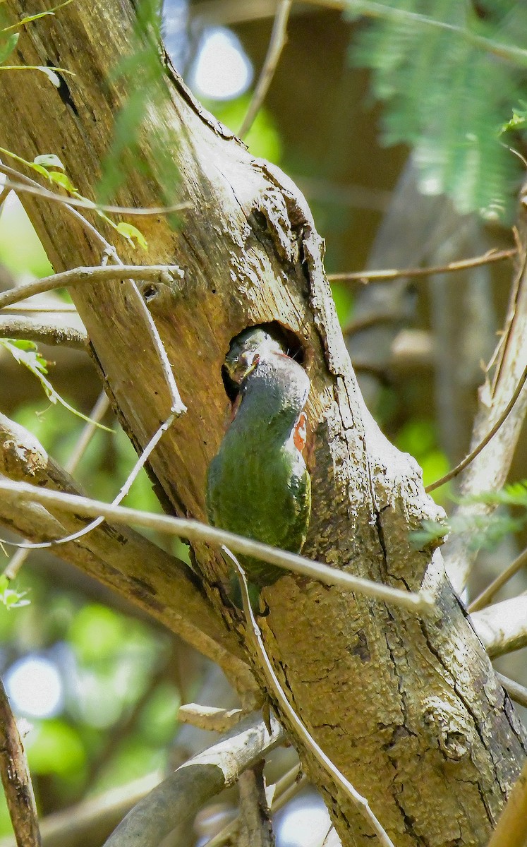 Coppersmith Barbet - ML619180762